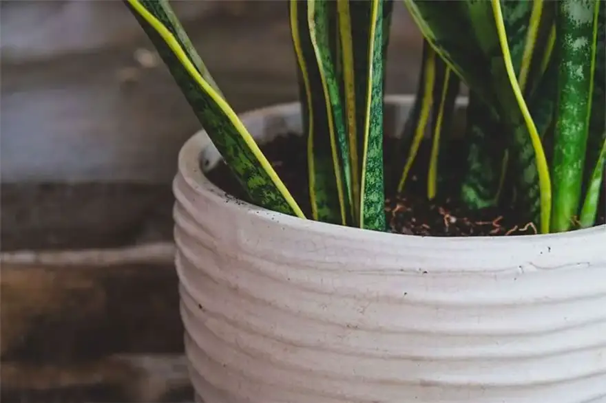 Factors That Influence Theall Growth Rate Of Snake Plants