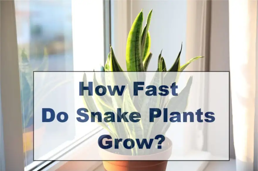 How Fast Do Snake Plants Grow