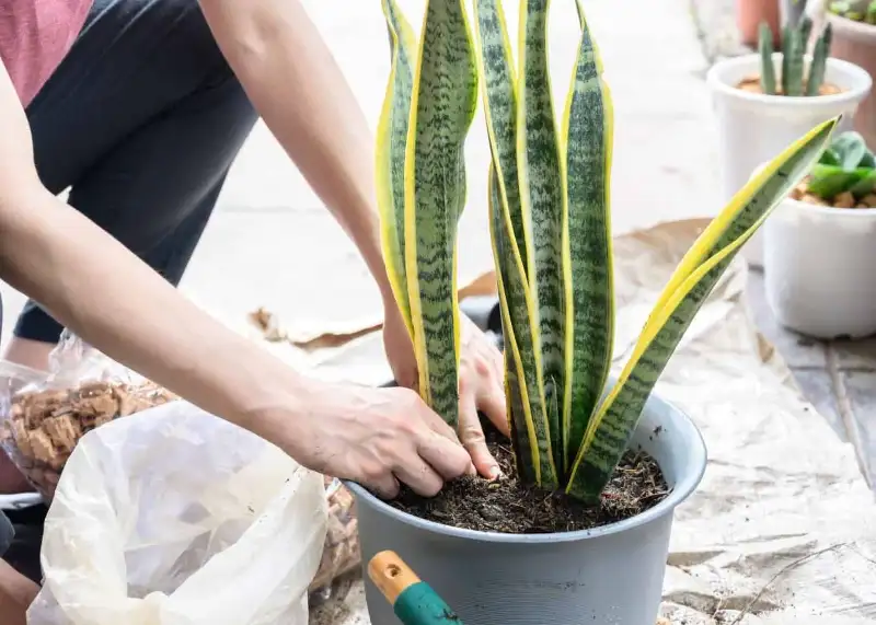 Things to Avoid from Growing Snake Plants Outside