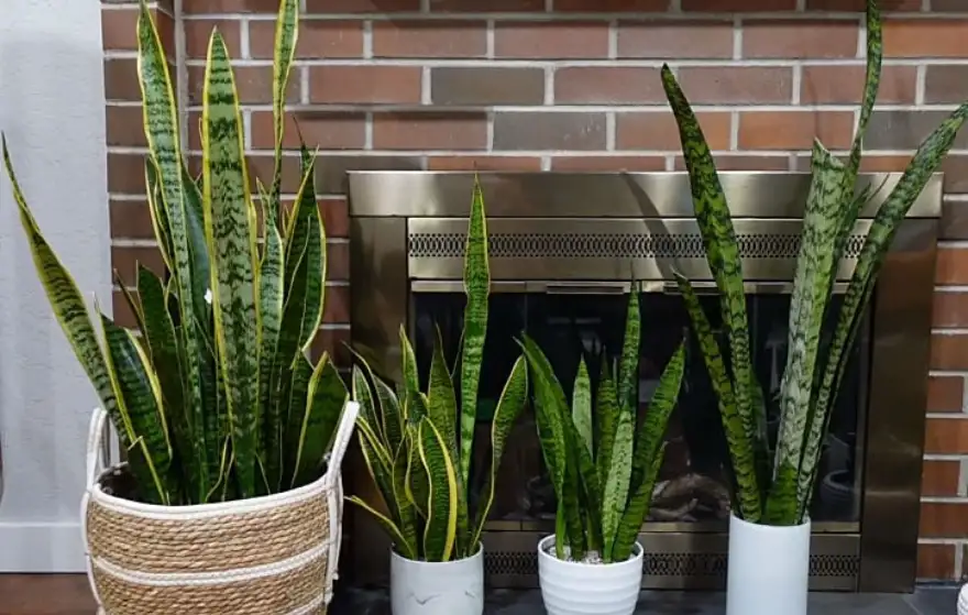 Tips to Make Snake Plant Grow Faster