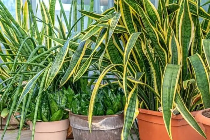 Tips to move Snake plants from indoors to outside
