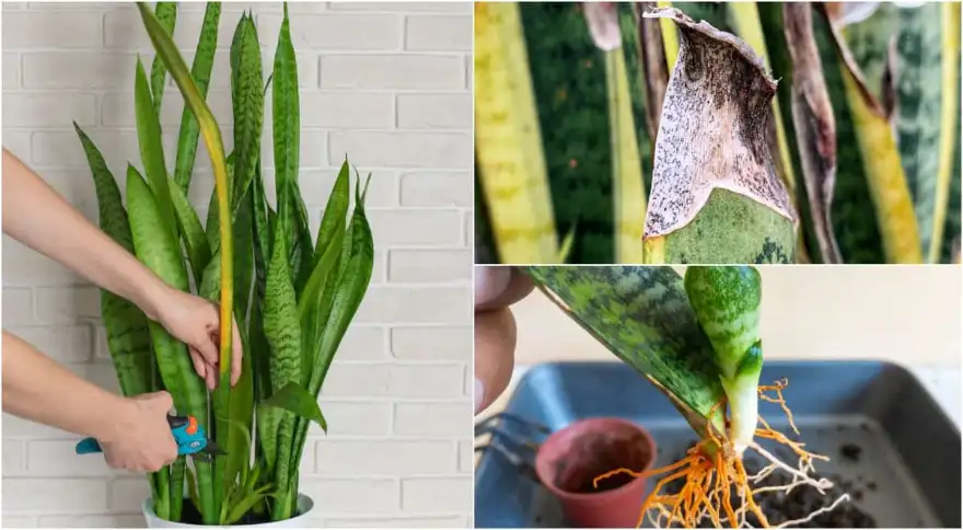 Why Snake Plant’s Growth May Be Slow or Stunted
