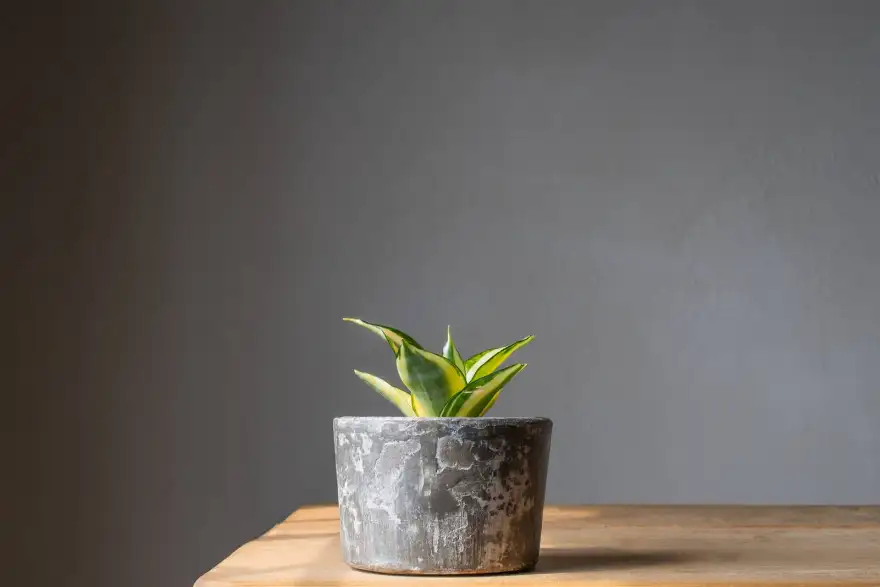 Why Snake Plant’s Growth May Be Slow or Stunted