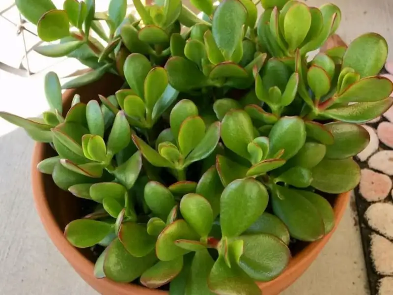How to Treat and Get Rid of Scales on Jade Plant