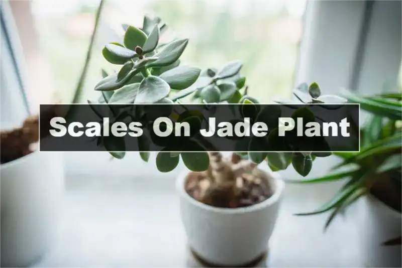Scales On Jade Plant