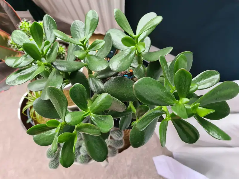Tips to Prevent Scales on Jade Plant