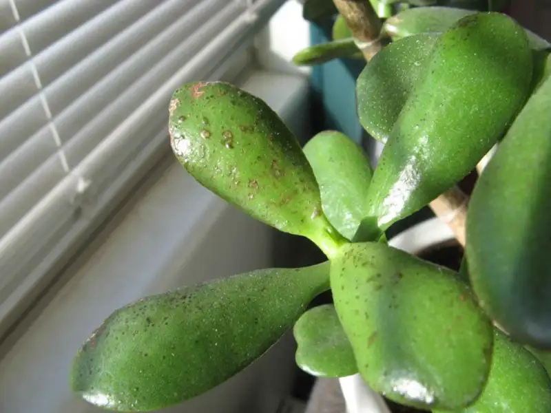 What Causes Scales on Jade Plant