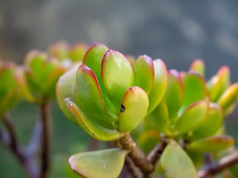 What are the Symptoms of Scale on Jade Plant
