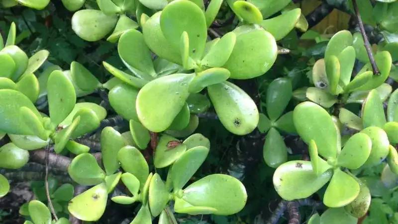 What does scale on a jade plant look like